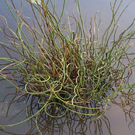 Juncus Effusus Spiralis