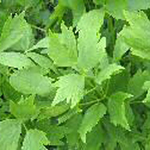 Lovage levisticum officinale Herb Plant