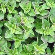 Oregano Origanum vulgare Herb Plant