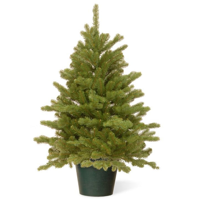 Premium Real Potted Christmas Tree
