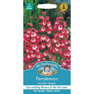 Penstemon Scarlet Queen