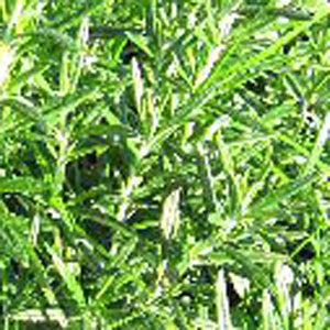 Rosemary Rosmarinus officinalis Herb Plant