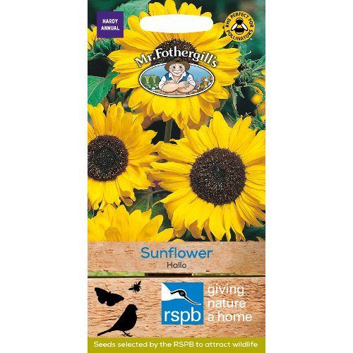 Sunflower Hallo