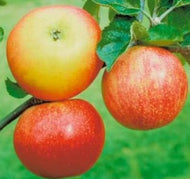 'Discovery' Apple Tree
