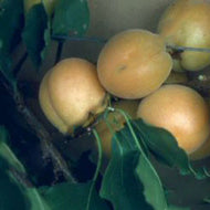 'Early Moorpark' Apricot Tree