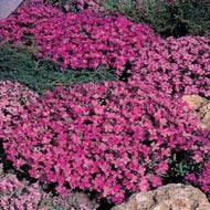 Aubrietia Rich Rose