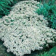Alyssum Snow Cloth