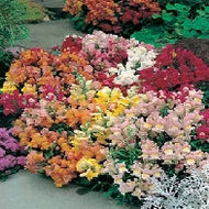 Antirrhinum Tom Thumb Mixed