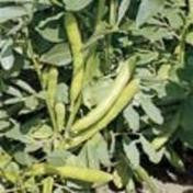 Bean, Broad The Sutton seeds