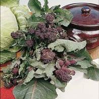 Broccoli Early Purple Sprouting