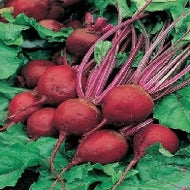 Beetroot Perfect 3