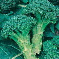 Broccoli Green Calabrese