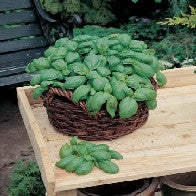 Load image into Gallery viewer, Basil Herb Sweet