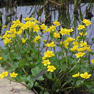 Caltha Palustris