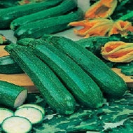 Courgette All Green Bush
