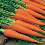 Carrot Autumn King 2