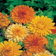 Calendula Art Shades