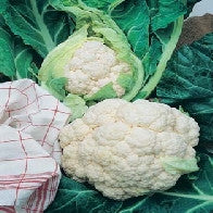 Cauliflower All The Year Round