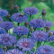 Cornflower Blue Ball