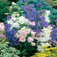 Campanula Canterbury Bells Cup & Saucer Mixed