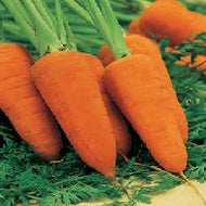 Carrot Chanteney Red Cored 2