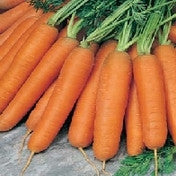Load image into Gallery viewer, Carrot Early Nantes 5