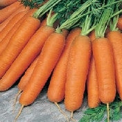 Carrot Early Nantes 5