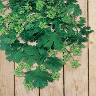 Coriander for Seed
