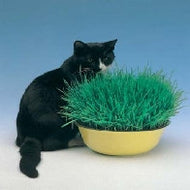 Cat Grass