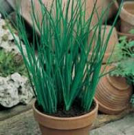 Chives