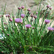 CHIVES HERB PLANT