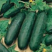 Cucumber Marketmore 76