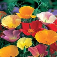 Californian Poppy Single Mixed