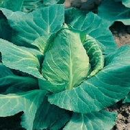 Cabbage Offenham 2 - Flower of Spring