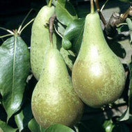 Conference Pear Tree