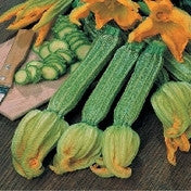 Courgette Romanesco AGM