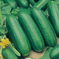 Cucumber Socrates F1