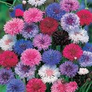 Cornflower Tall Mixed