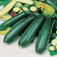 Courgette Zucchini
