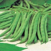 Bean, Dwarf Tendergreen seeds