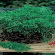Dill