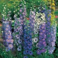 Delphinium Pacific Giants Mixed