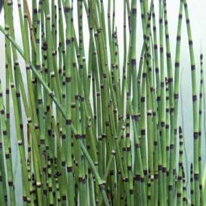 Equisetum Hyemale