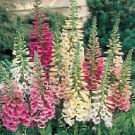 Foxglove Excelsior Mixed