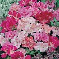 Godetia Dwarf Mixed