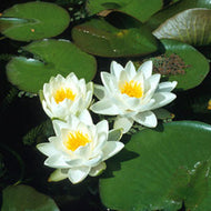 Water lily Gladstoniana 'White'