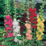 Hollyhock Giant Single Mixed