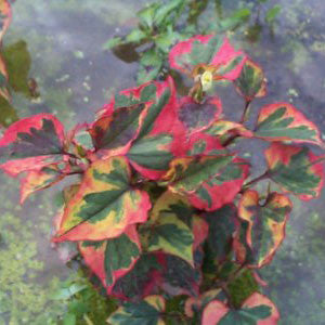 Houttuynia Cordata Chameleon – Acres Supply Garden Centre
