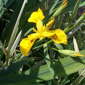 Iris Pseudacorus 'Yellow'