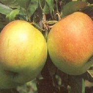 'James Grieve' Apple Tree